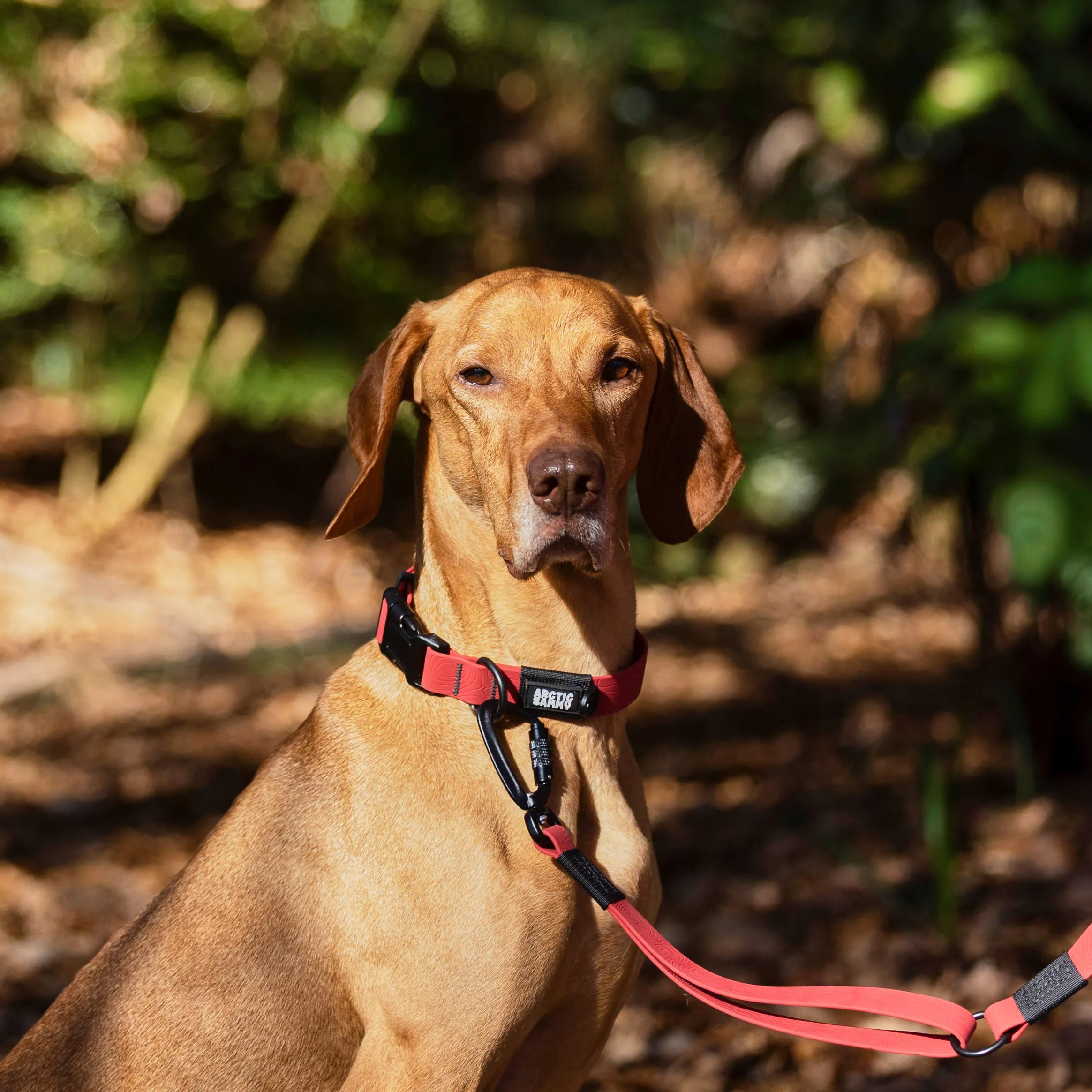 Ruby Red Terraflow Waterproof Dog Collar