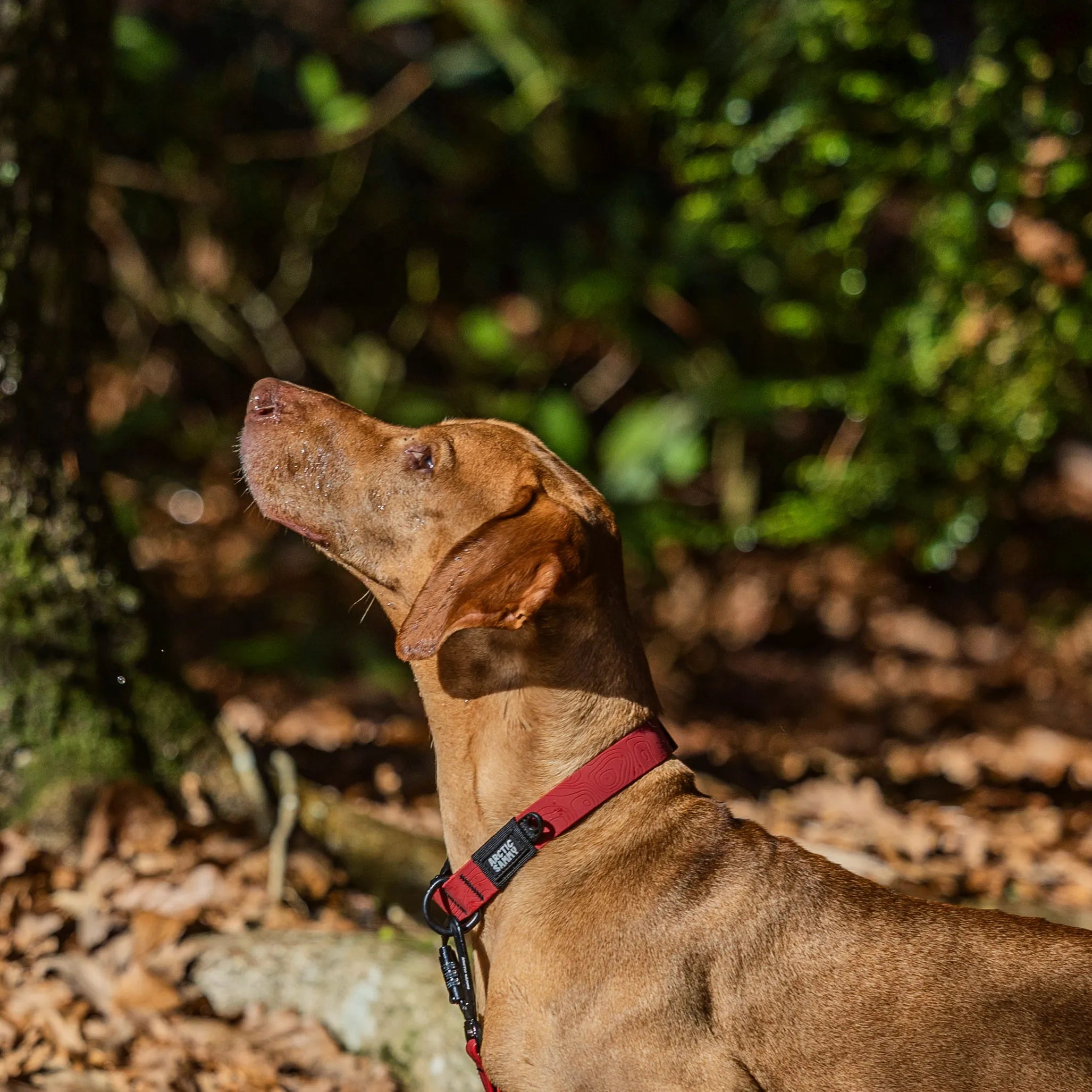 Ruby Red Terraflow Waterproof Dog Collar