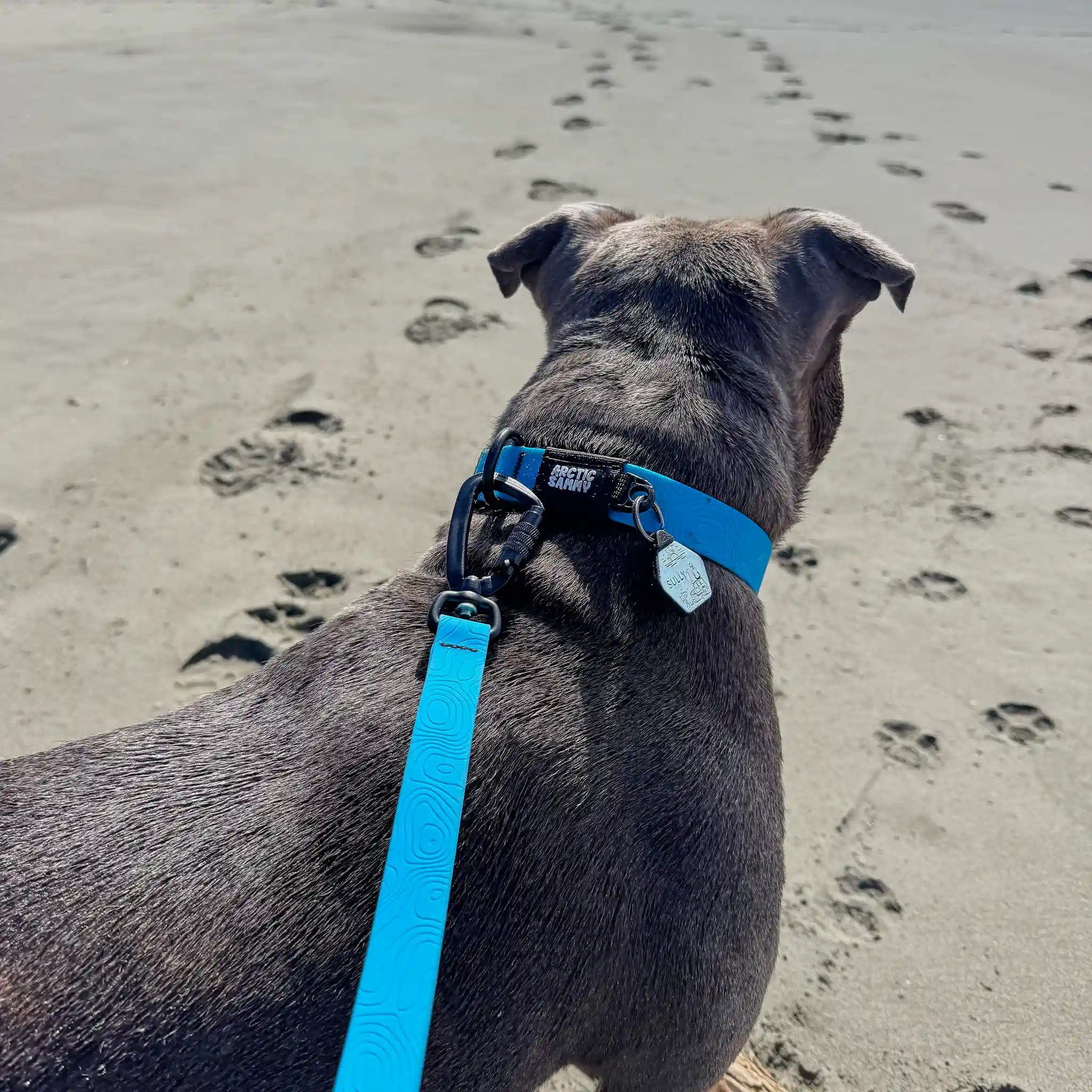 Teal Terraflow Waterproof Dog Collar