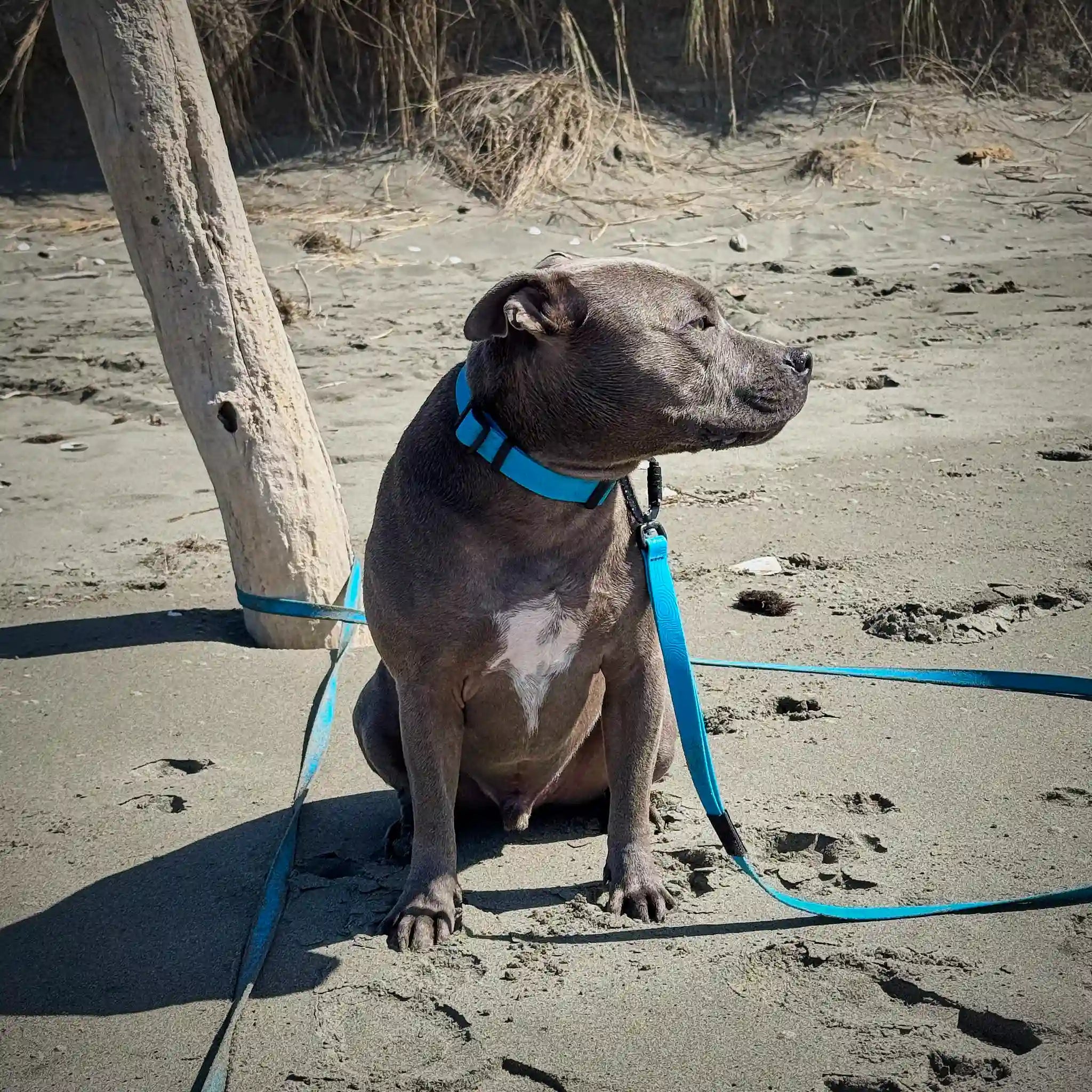 Teal Terraflow Waterproof Dog Collar