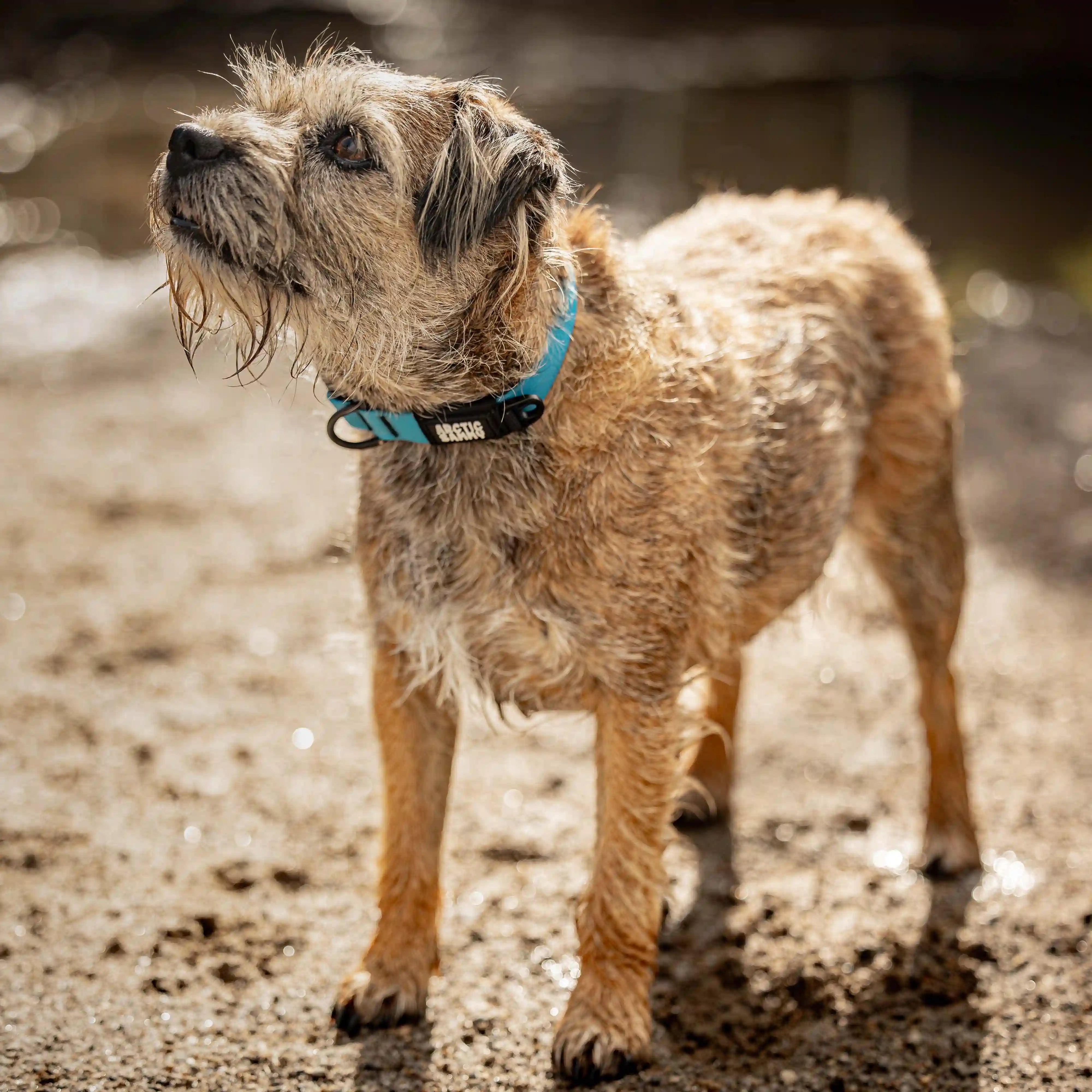 Teal Terraflow Waterproof Dog Collar