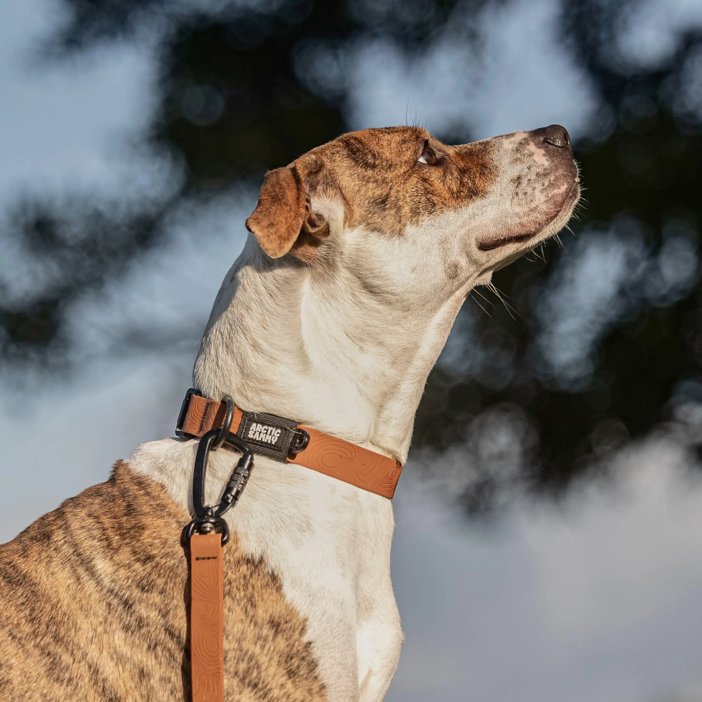 Toffee Brown Terraflow Waterproof Dog Collar