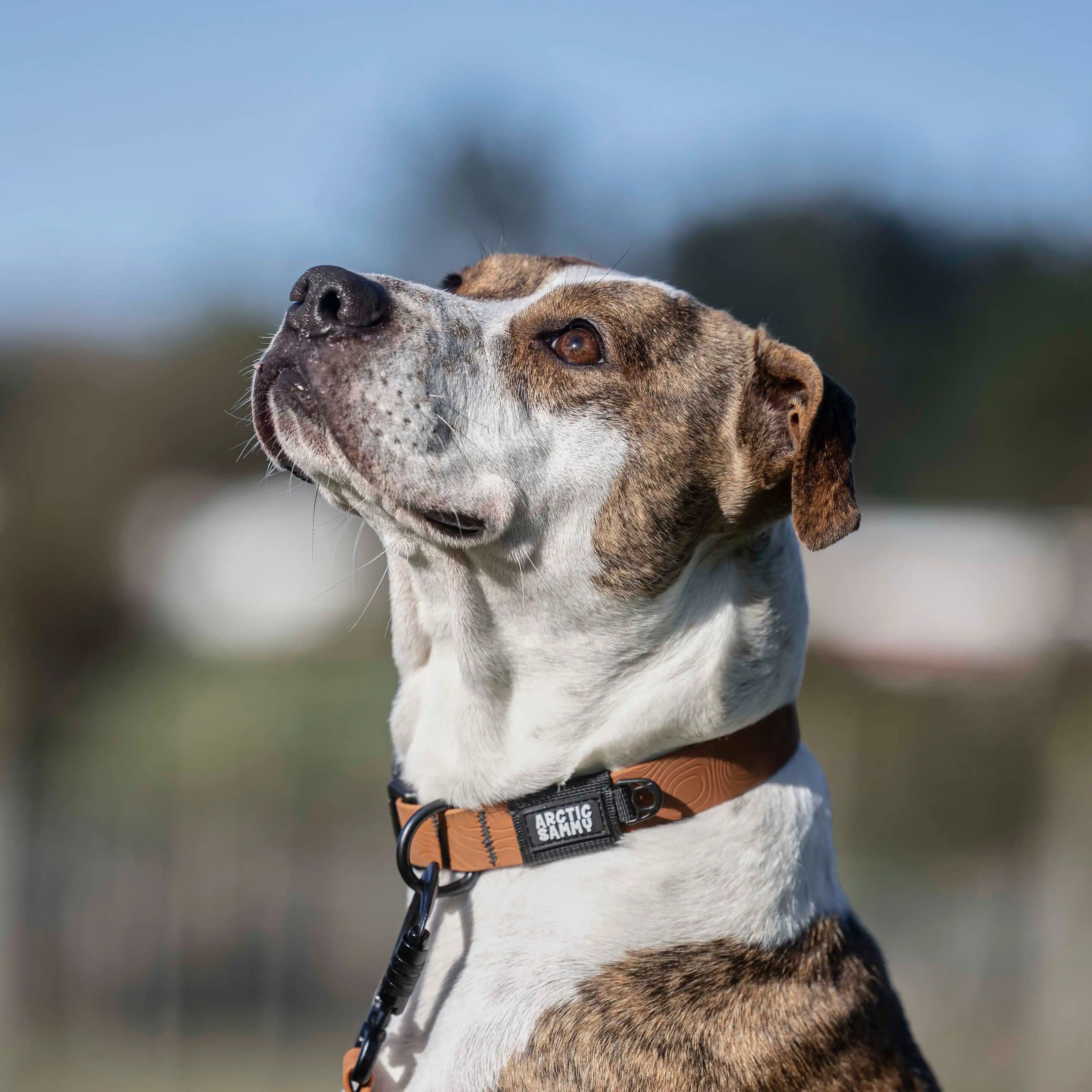 Toffee Brown Terraflow Waterproof Dog Collar