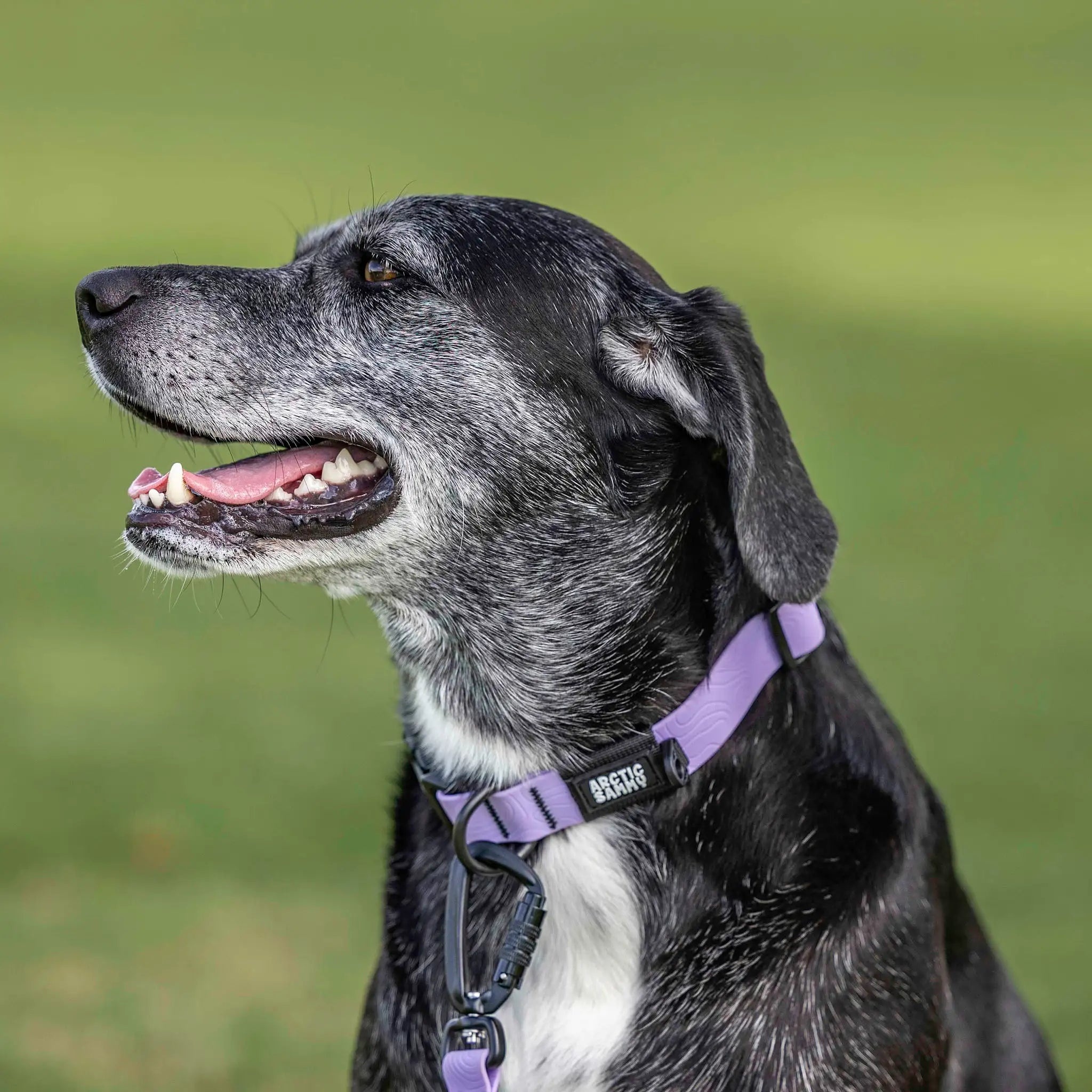Lavender Terraflow Waterproof Dog Collar