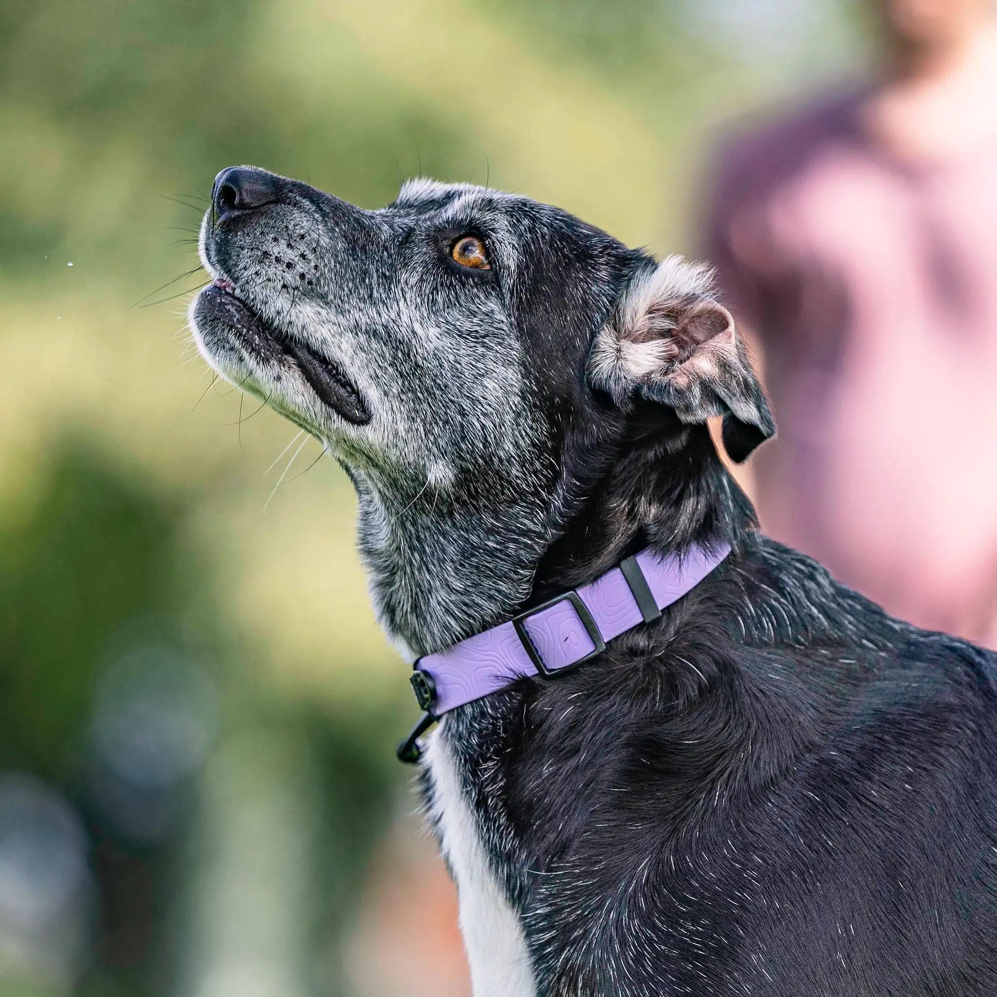 Lavender Terraflow Waterproof Dog Collar