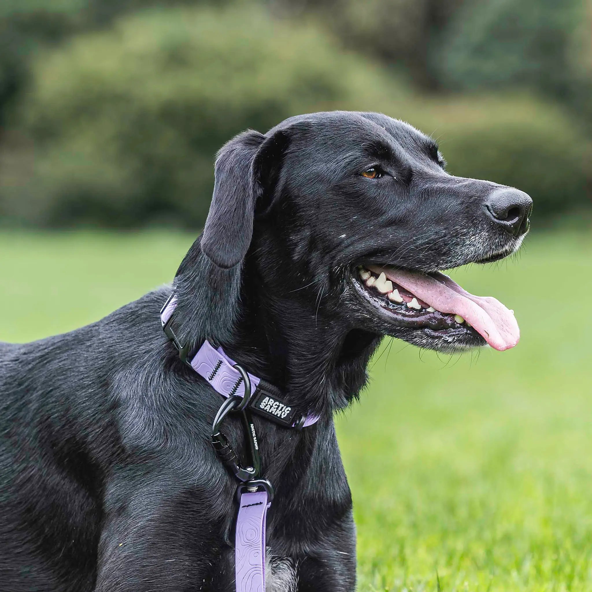Lavender Terraflow Waterproof Dog Collar