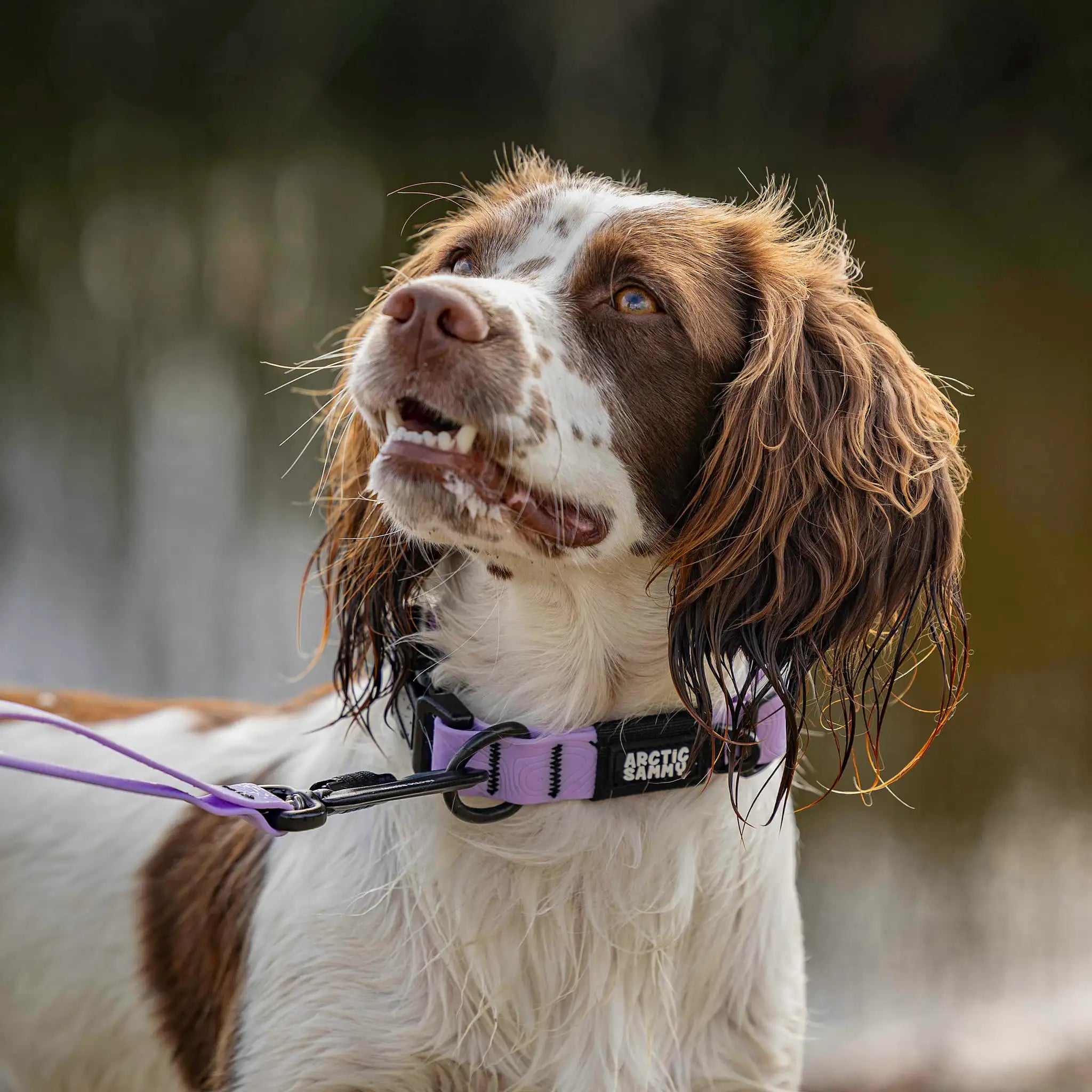 Lavender Terraflow Waterproof Dog Collar