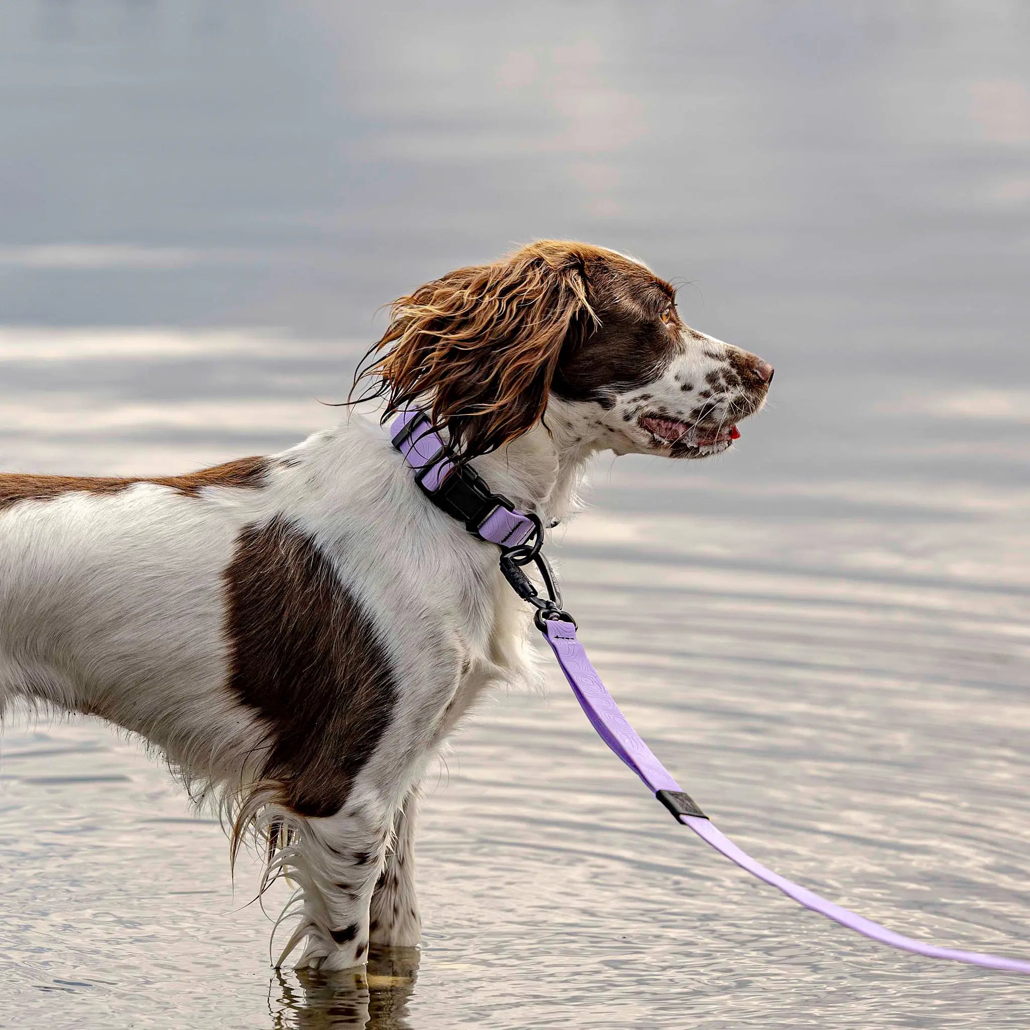 Lavender Terraflow Waterproof Dog Collar