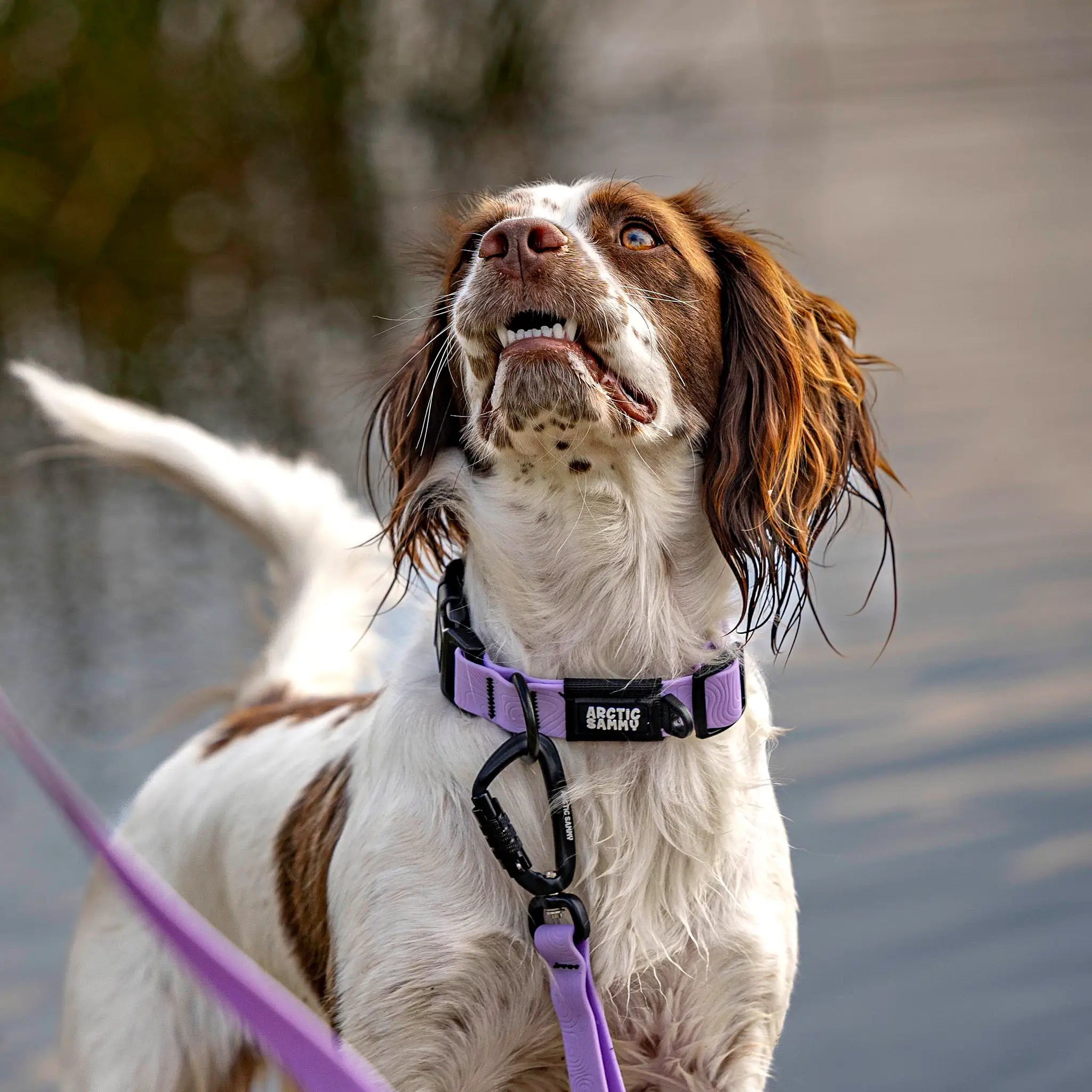 Lavender Terraflow Waterproof Dog Collar