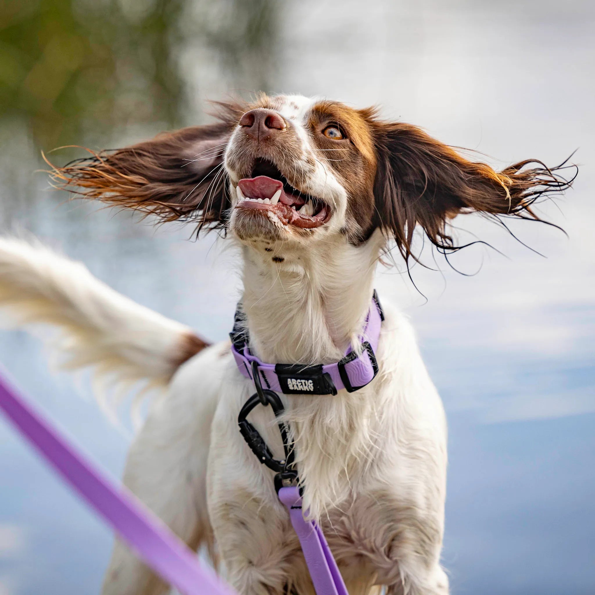 Lavender Terraflow Waterproof Dog Collar