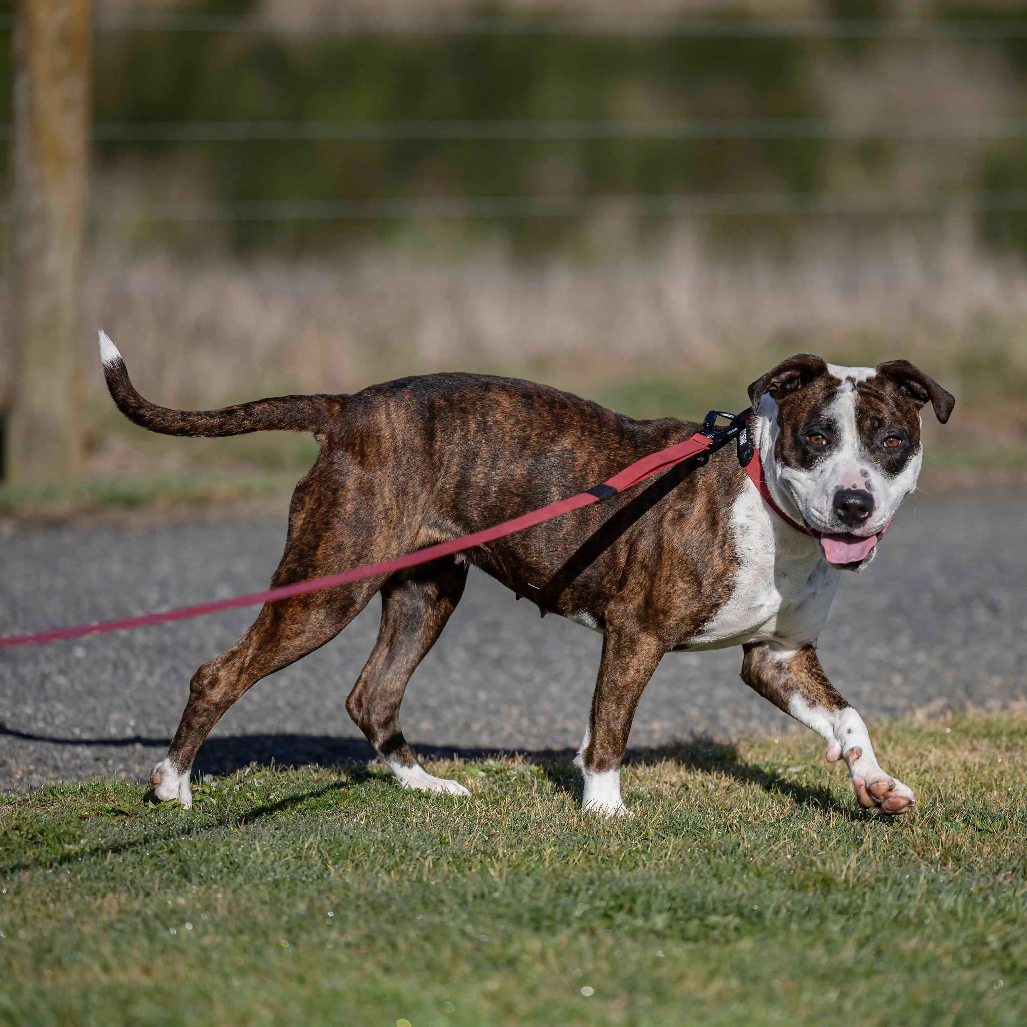 Ruby Red Terraflow Long Line Dog Leash