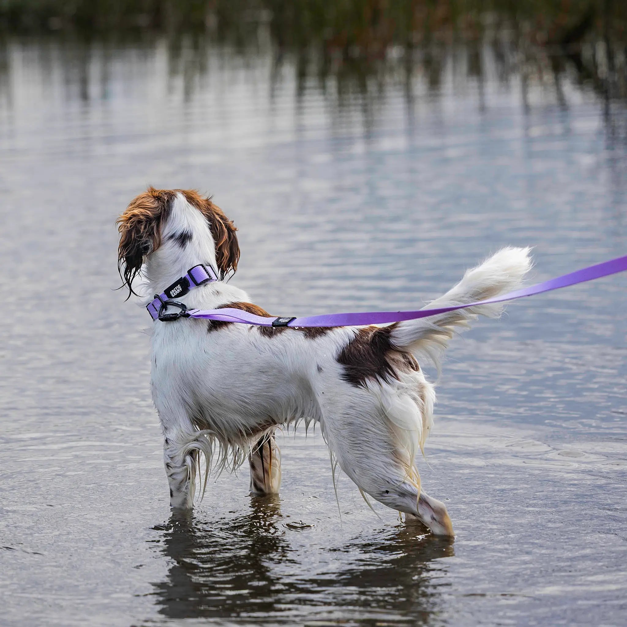 Lavender Terraflow Long Line Dog Leash