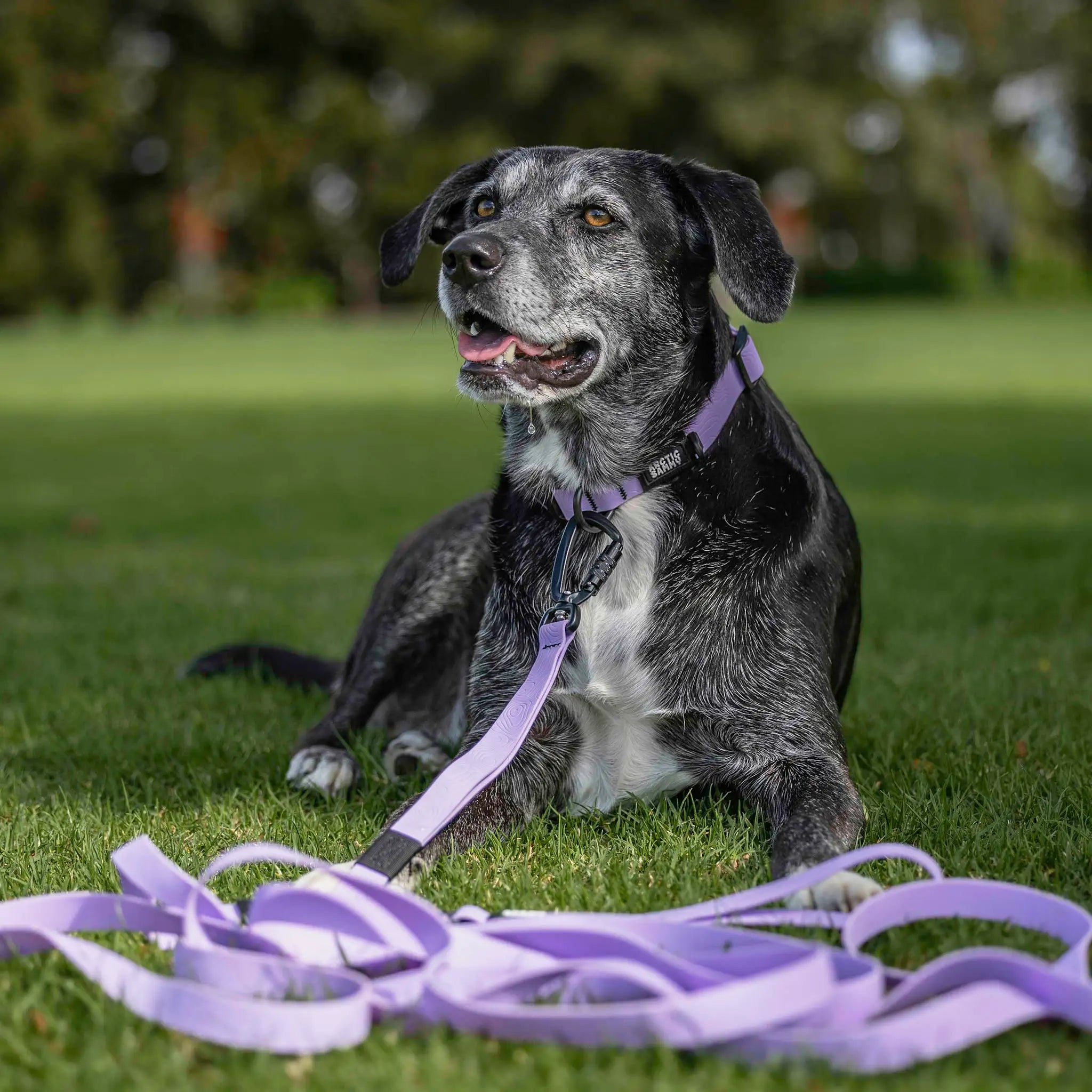Lavender Terraflow Long Line Dog Leash