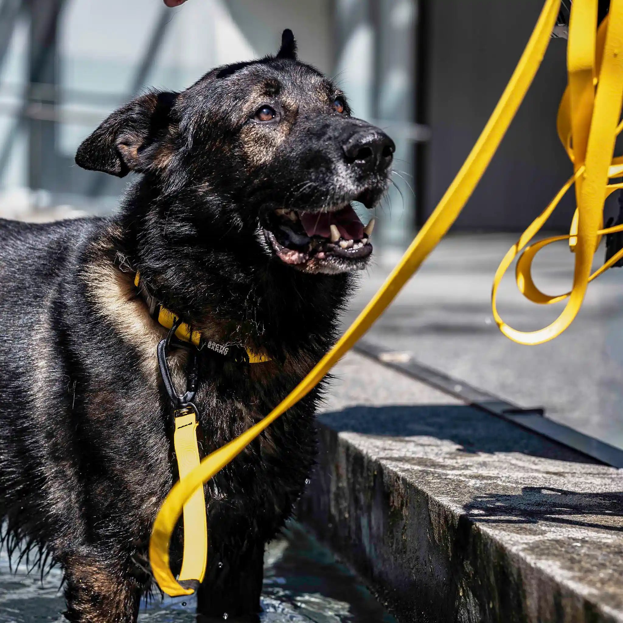 Mustard Yellow Terraflow Long Line Dog Leash