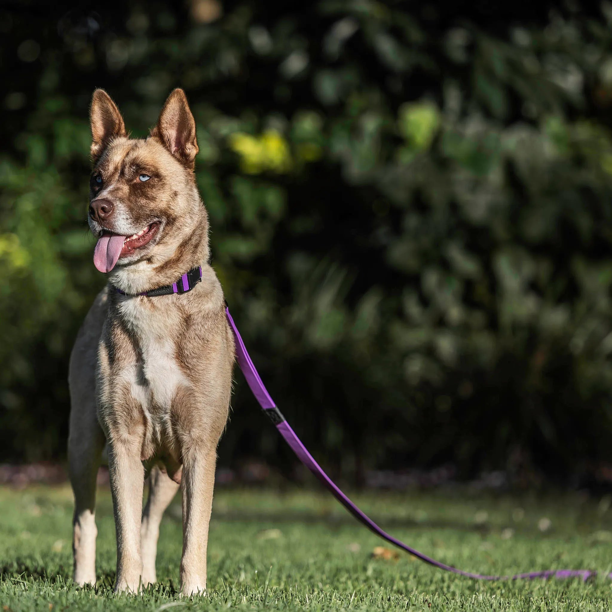 Purple Terraflow Long Line Dog Leash
