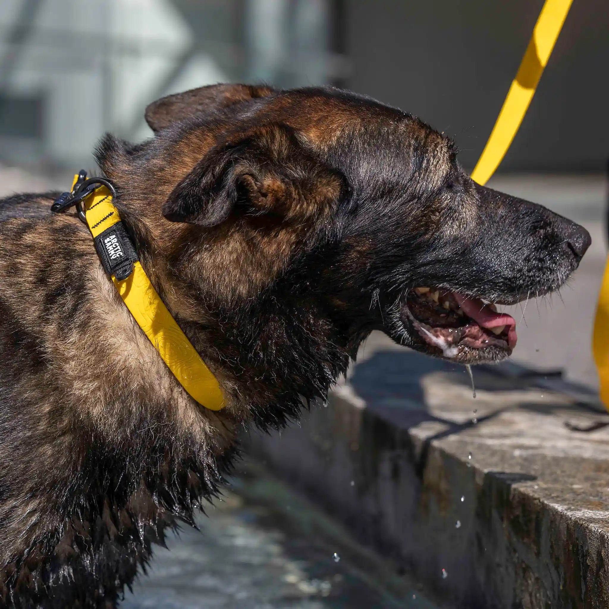 Mustard Yellow Terraflow Waterproof Dog Collar