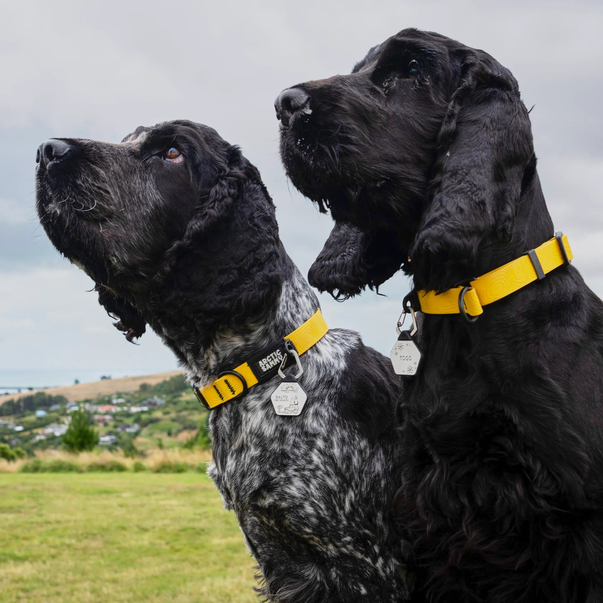 Mustard Yellow Terraflow Waterproof Dog Collar