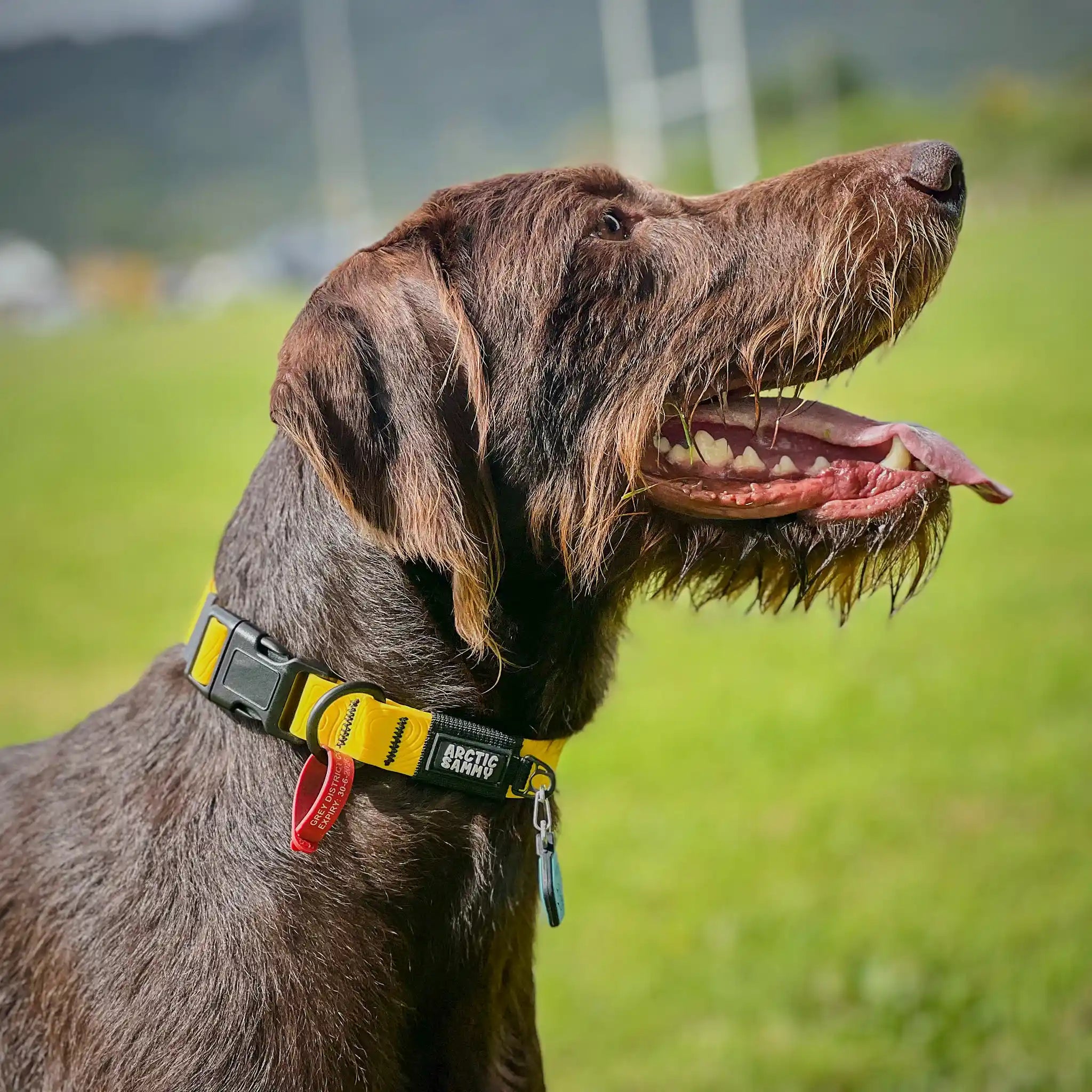 Mustard Yellow Terraflow Waterproof Dog Collar