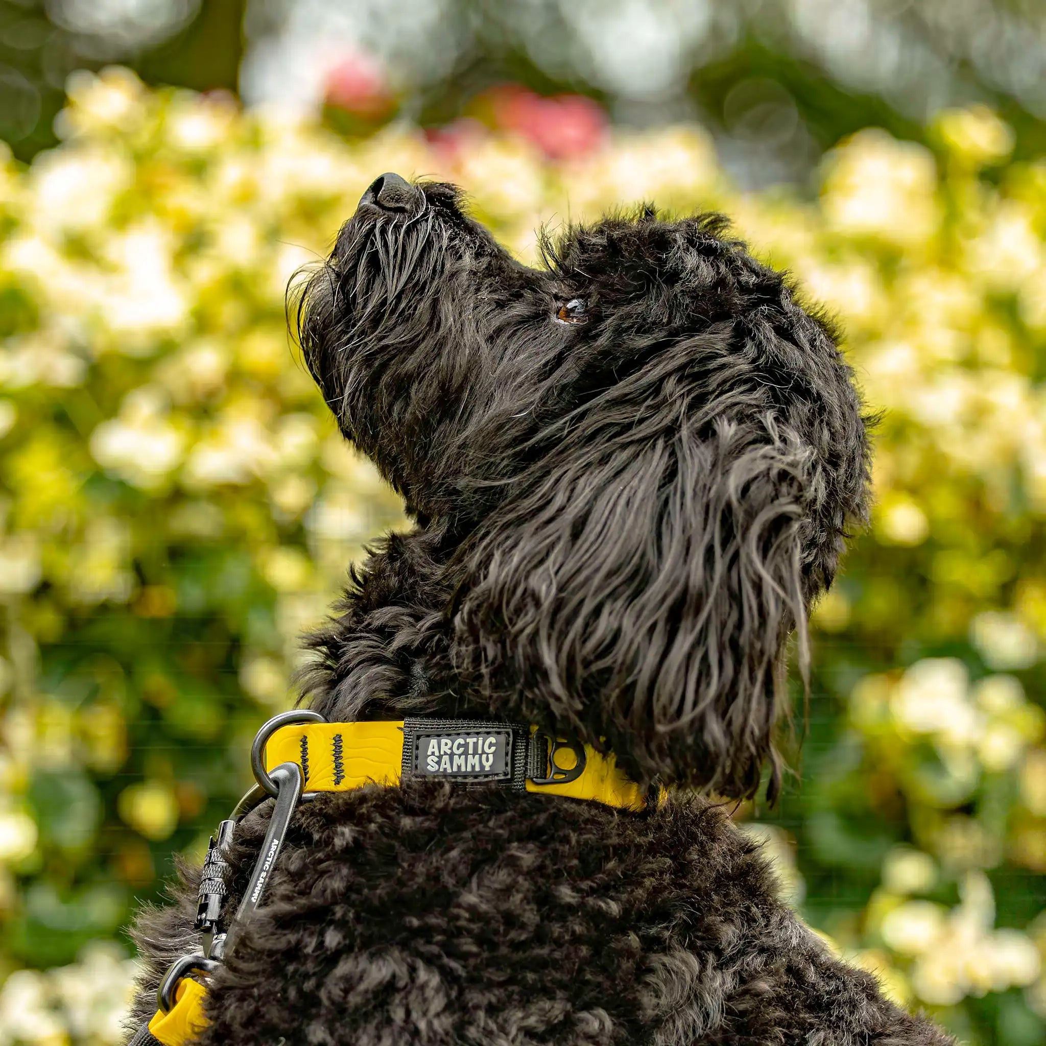 Mustard Yellow Terraflow Waterproof Dog Collar