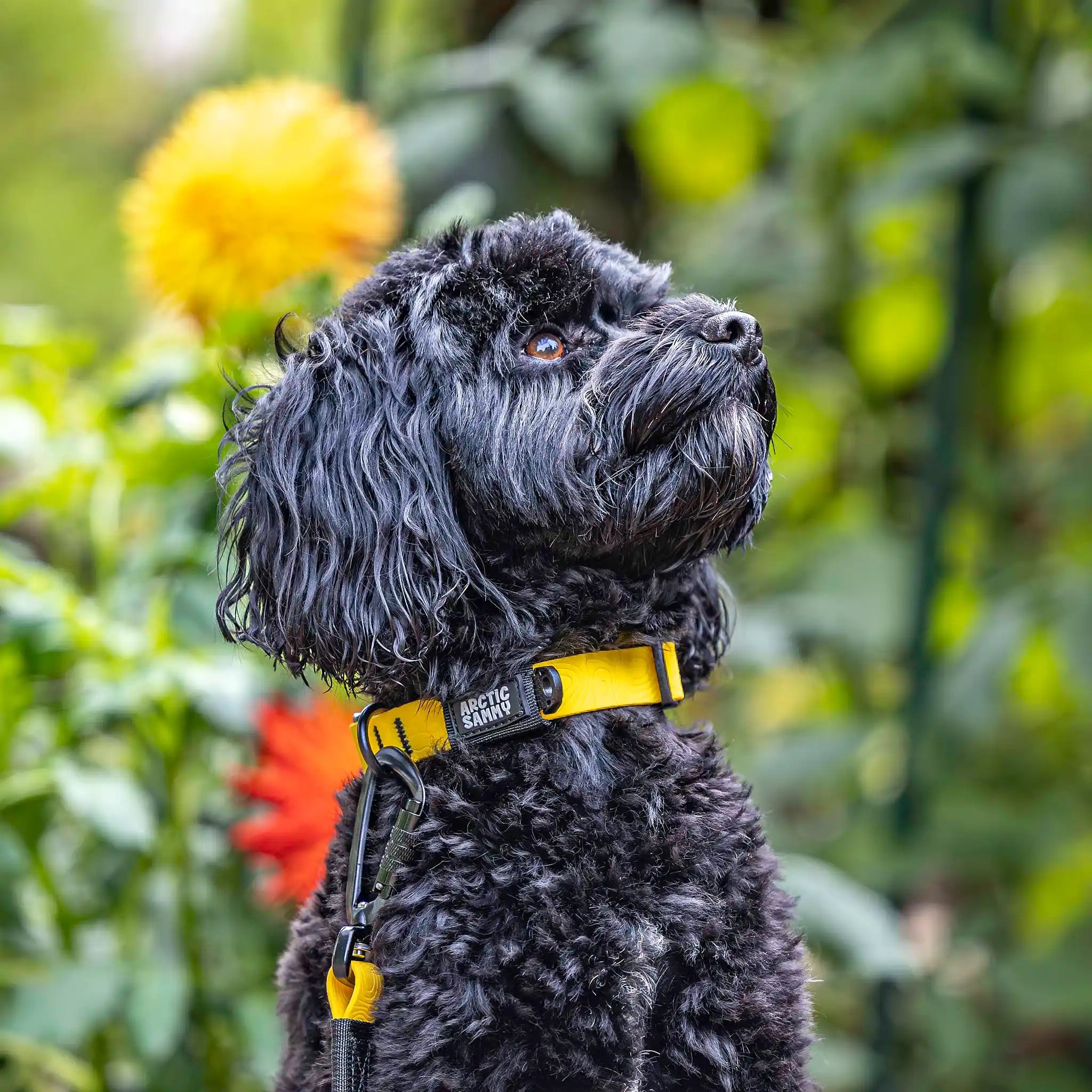 Mustard Yellow Terraflow Waterproof Dog Collar