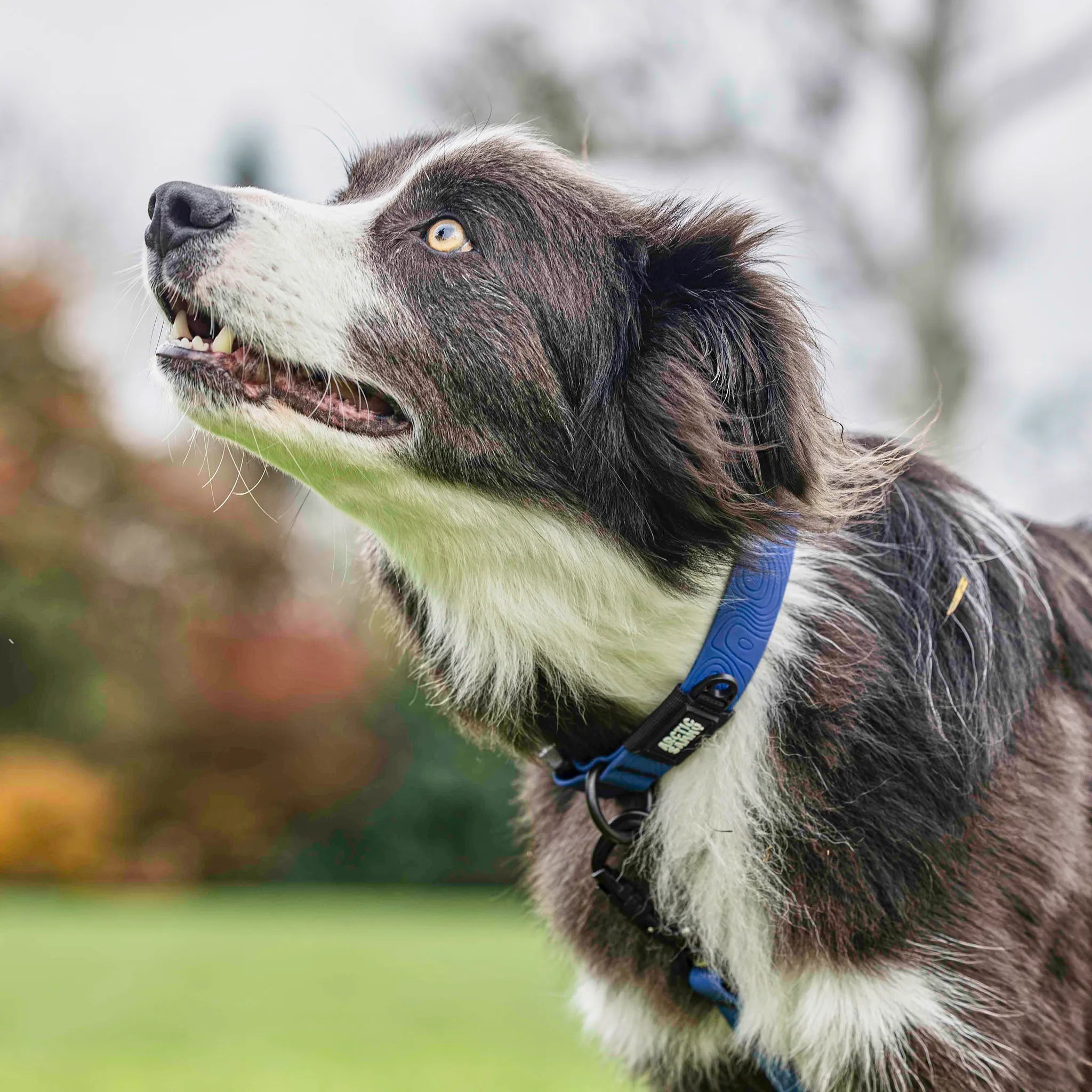 Navy Blue Terraflow Waterproof Dog Collar