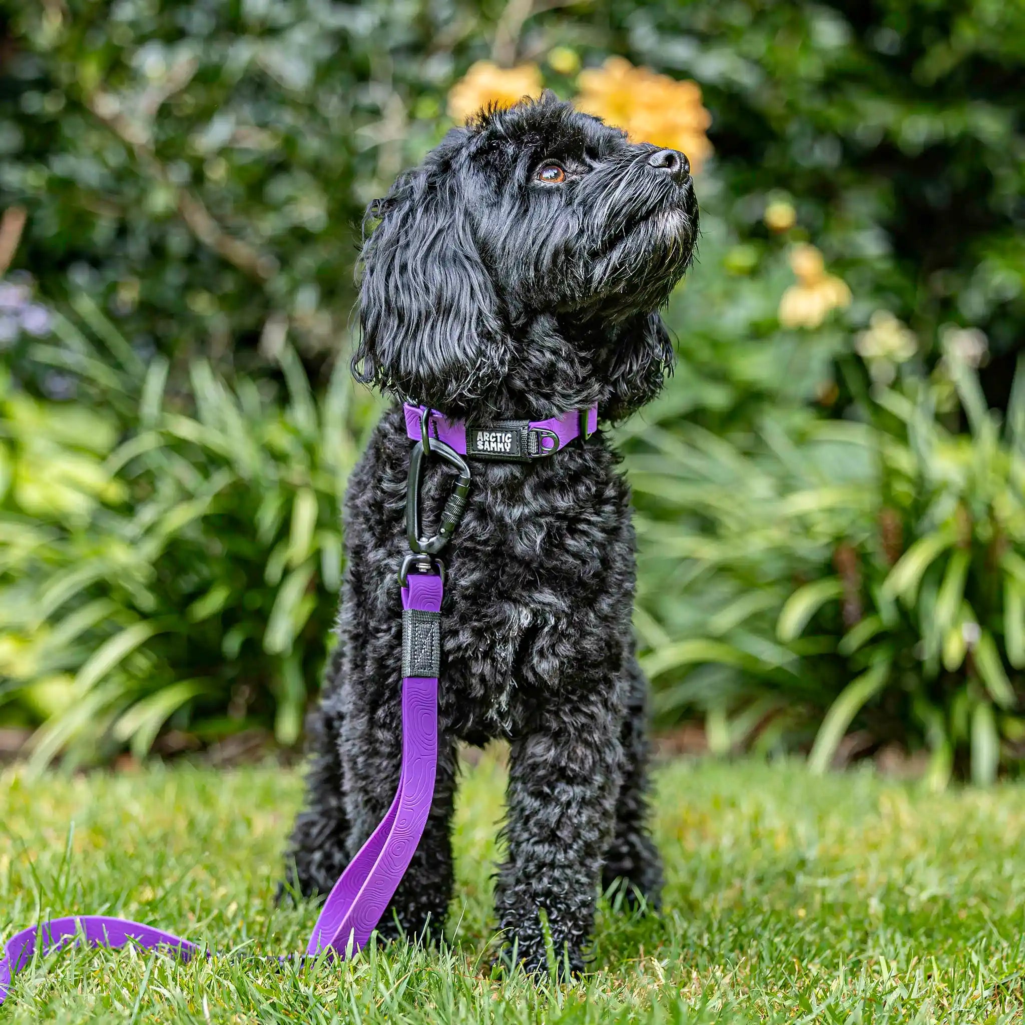 Purple Terraflow Waterproof Dog Collar