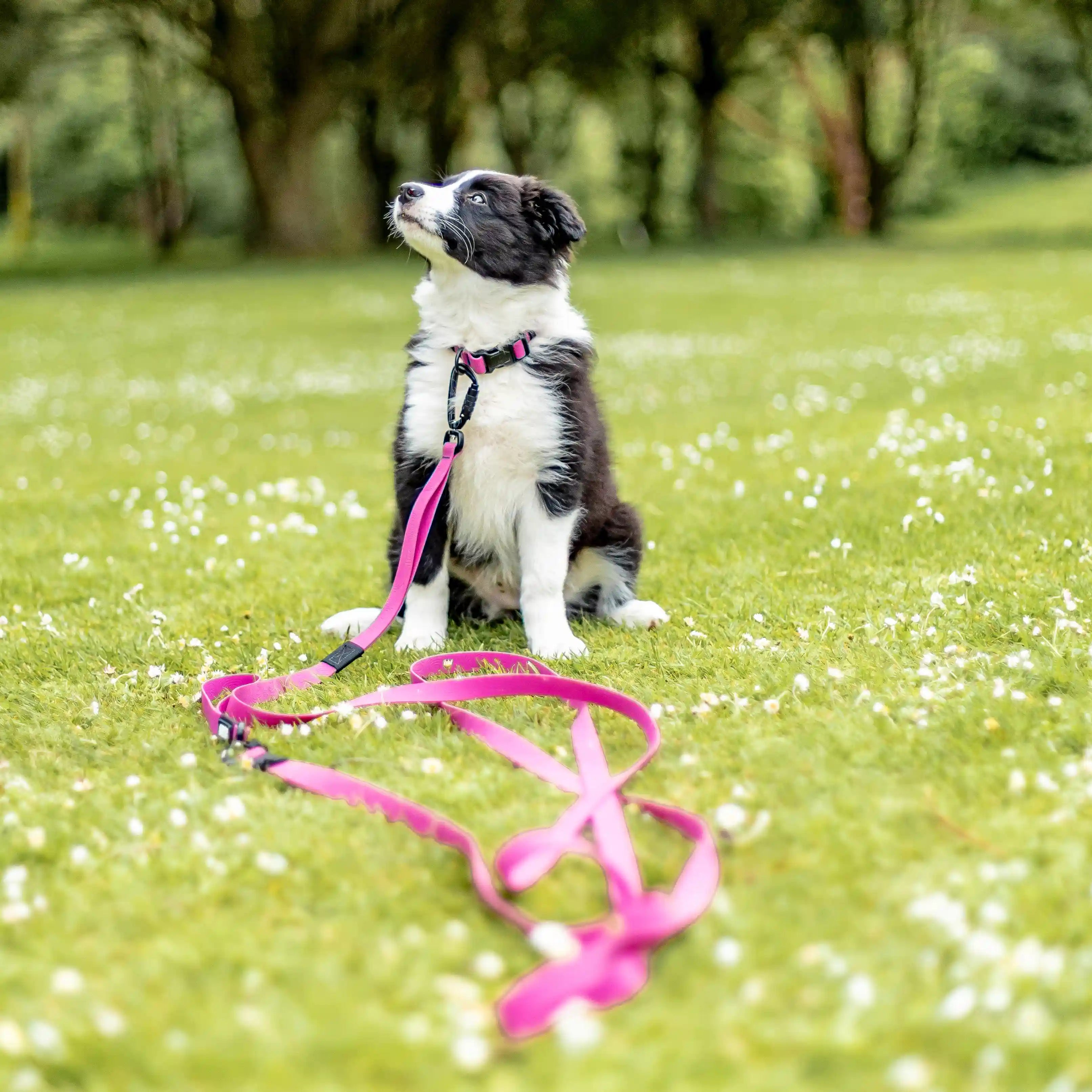 Pink Terraflow Long Line Dog Leash