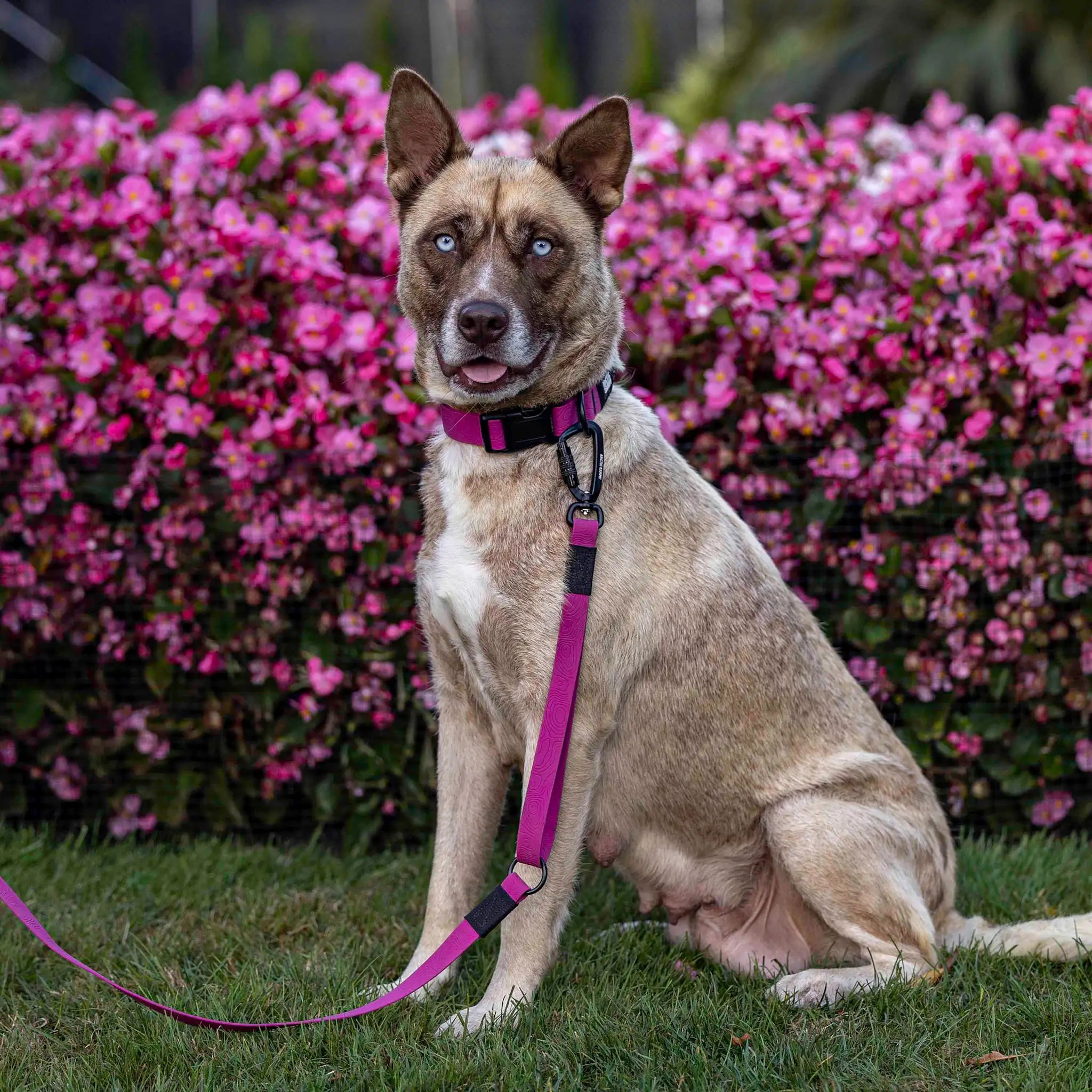 Pink Terraflow Traffic Handle Leash