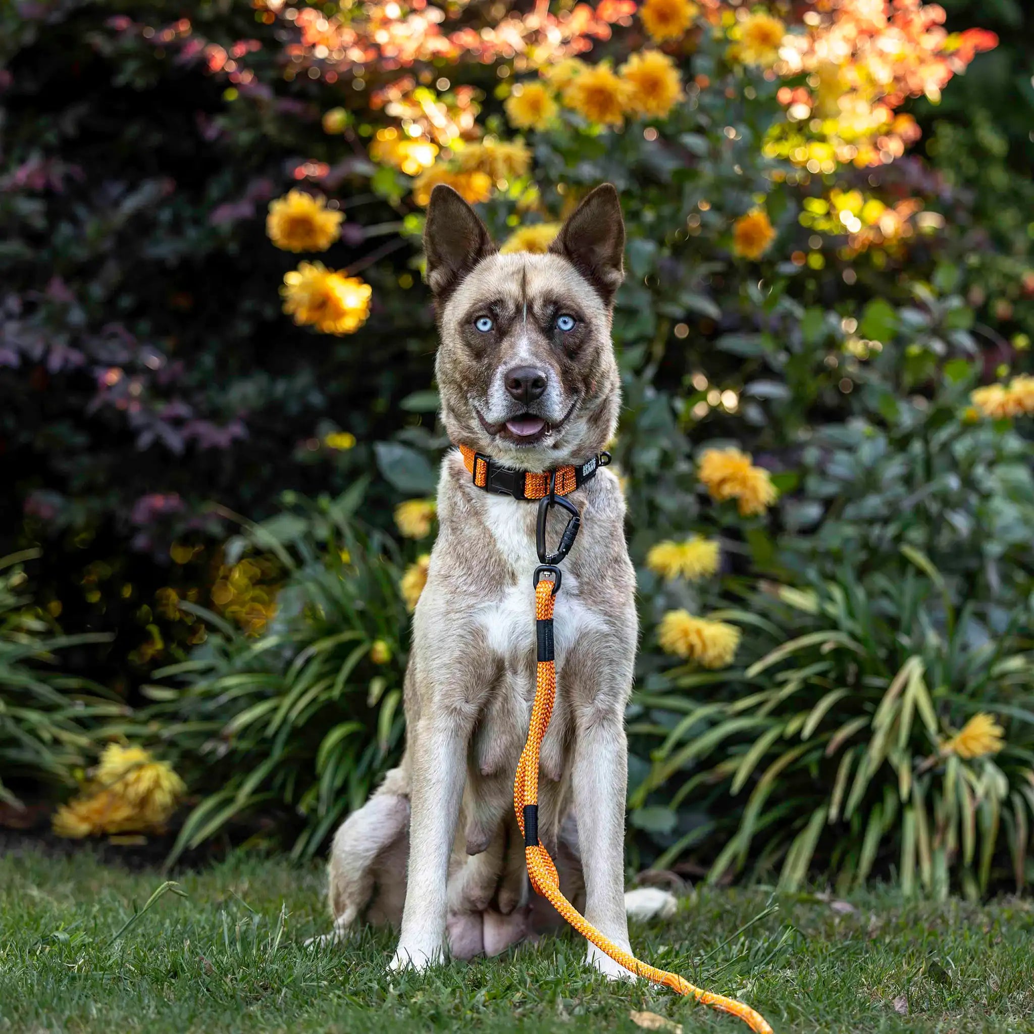 Hawea Rope Dog Leash with Traffic Handle