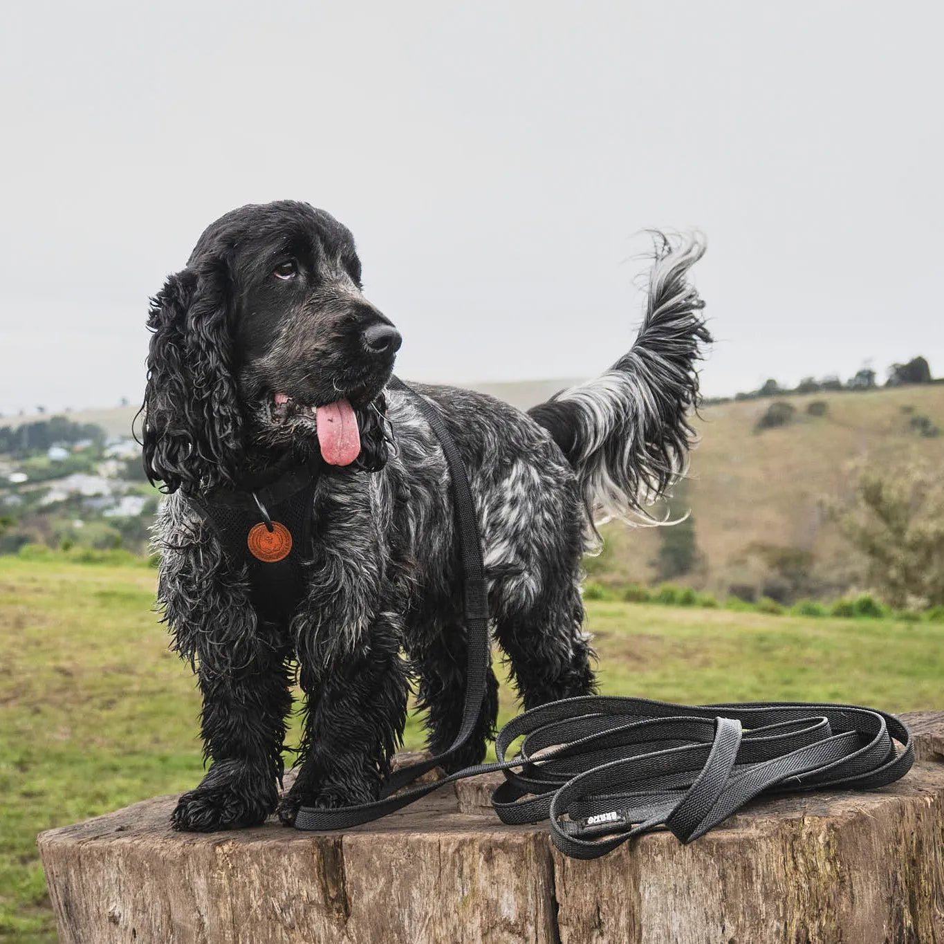 Orange Train and Recall Long Line Dog Leash