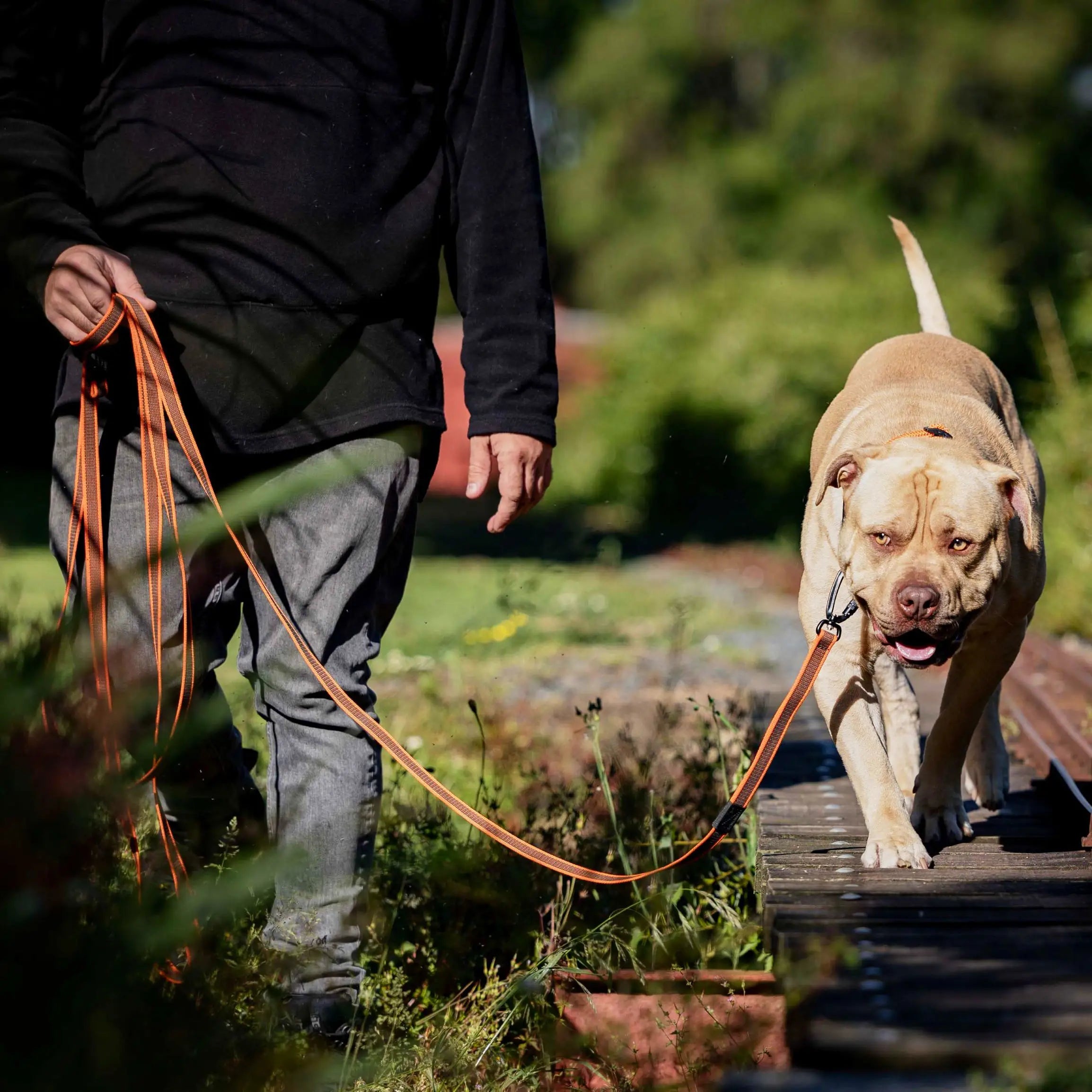 Orange Train and Recall Long Line Dog Leash