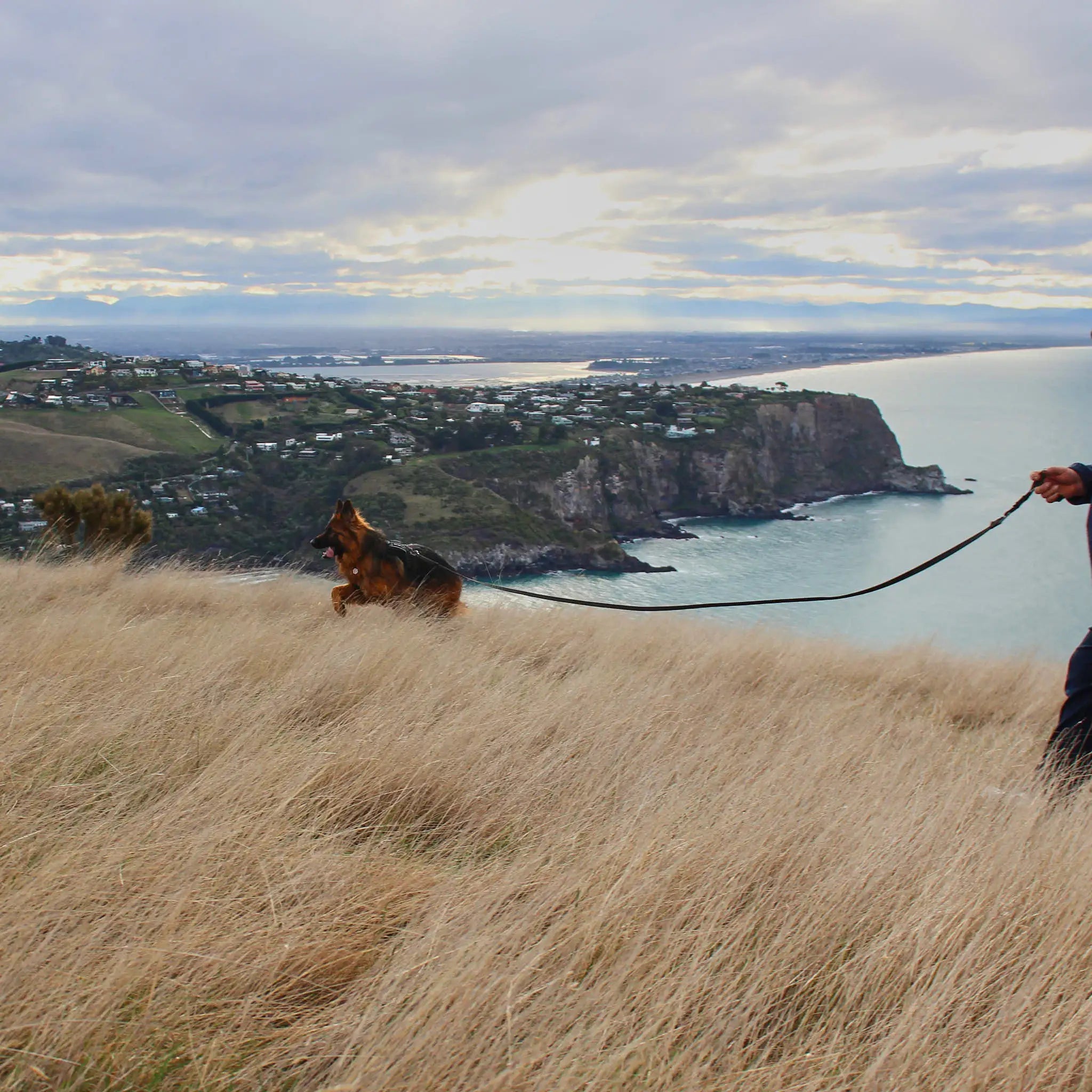 Orange Train and Recall Long Line Dog Leash