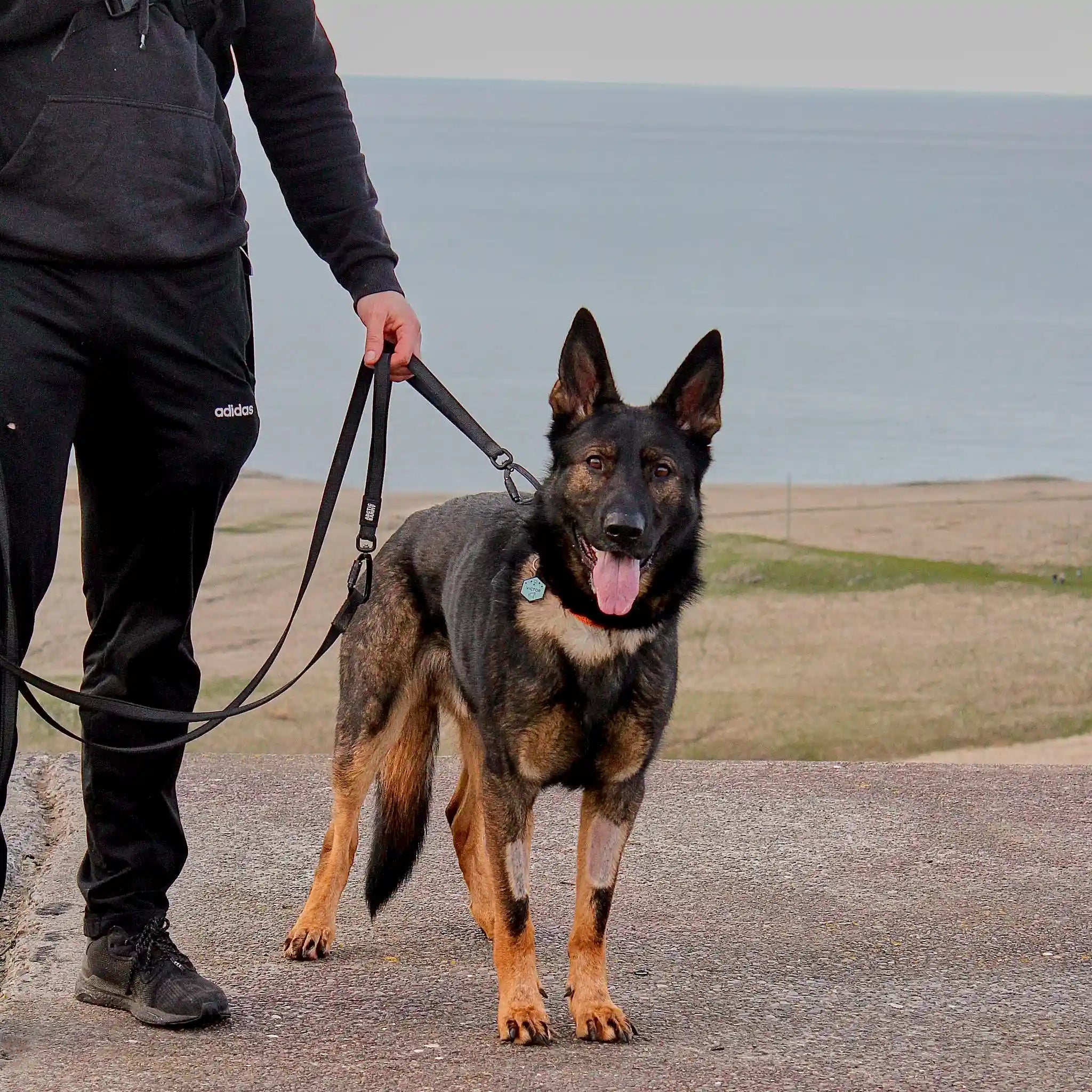 Orange Train and Recall Long Line Dog Leash