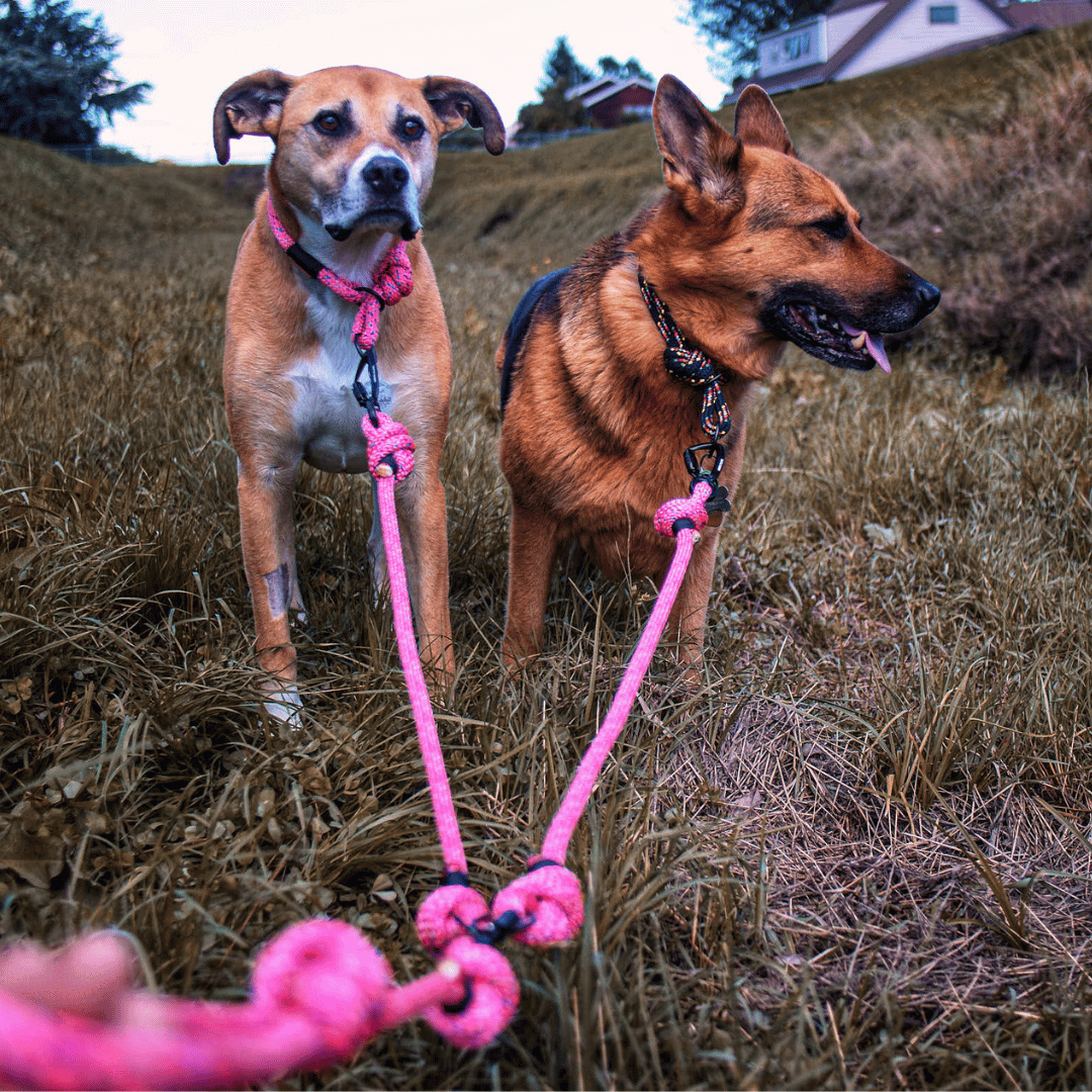 Double Dog Leash